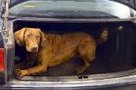 Brązowy pies przeszukuje bagażnik samochodu