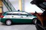 Pies w samochodzie specjalnym na tle radiowozu Służby Celno-Skarbowej