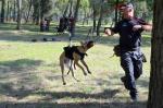 Funkcjonariusz Służby Więziennej trzyma psa na uprzęży podłączonej do liny