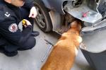 Funkcjonariusz z psem podczas rewizji samochodu