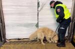 Funkcjonariusz KAS z psem przy ciężarówce