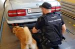 Funkcjonariusz i pies przy samochodzie
